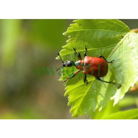 Apoderus coryli (Linnaeus, 1758) Oszynda leszczynowiec